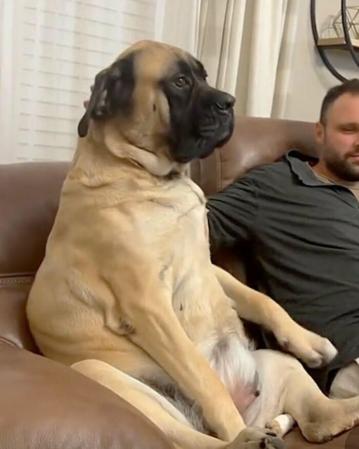 These Dogs Totally Crashed the Coolness Party and We Can't Stop Laughing