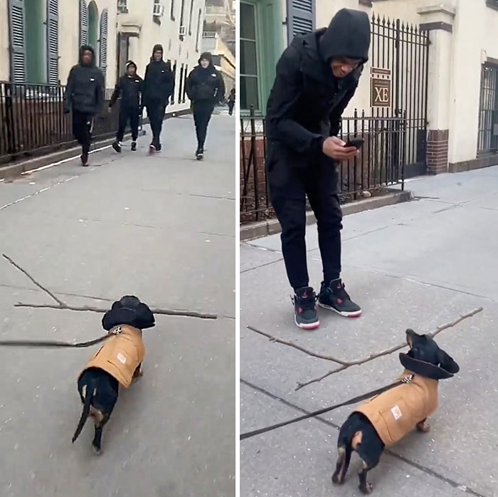 These Dogs Totally Crashed the Coolness Party and We Can't Stop Laughing