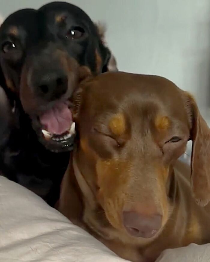 These Dogs Totally Crashed the Coolness Party and We Can't Stop Laughing