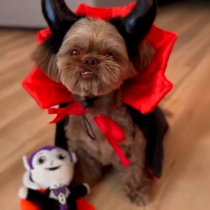 These Dogs Totally Crashed the Coolness Party and We Can't Stop Laughing