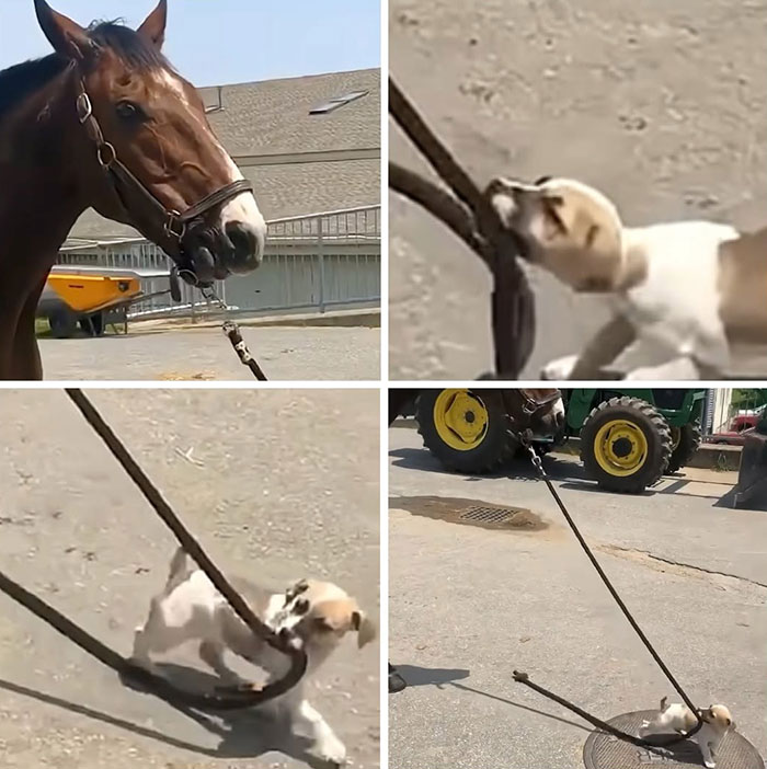 These Dogs Totally Crashed the Coolness Party and We Can't Stop Laughing
