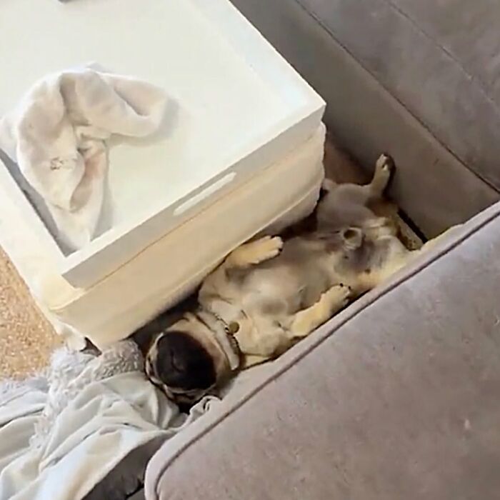 These Dogs Totally Crashed the Coolness Party and We Can't Stop Laughing