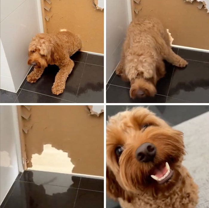 These Dogs Totally Crashed the Coolness Party and We Can't Stop Laughing