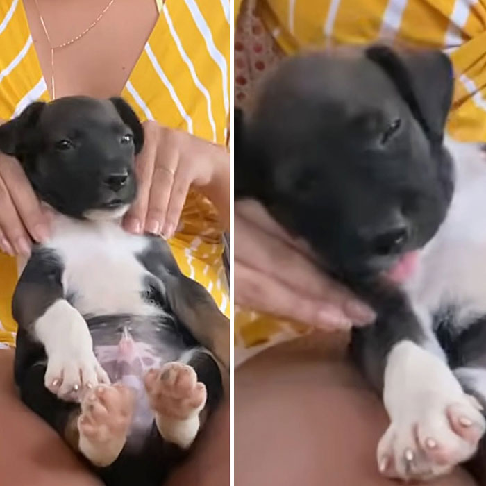 These Dogs Totally Crashed the Coolness Party and We Can't Stop Laughing