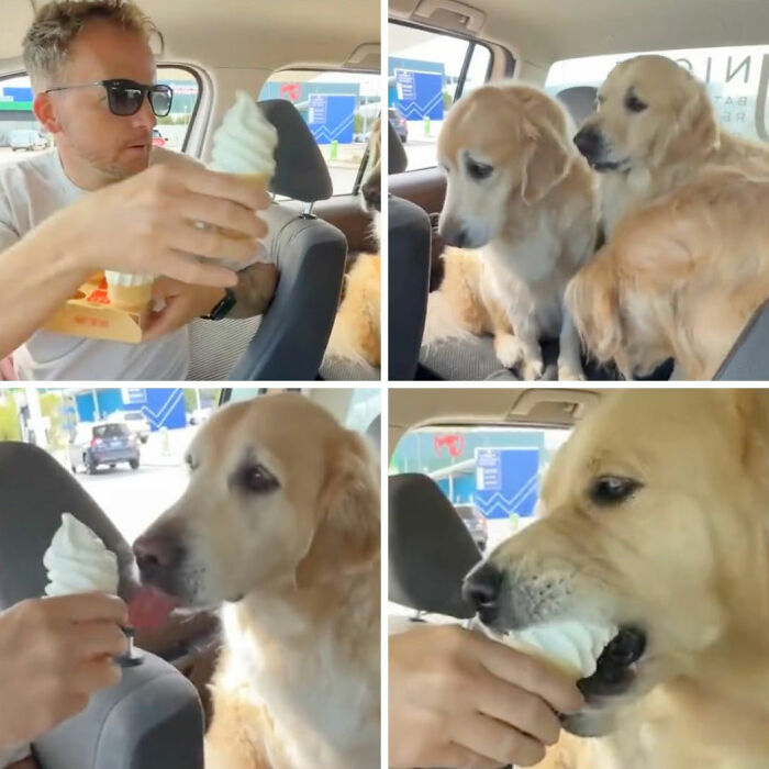 These Dogs Totally Crashed the Coolness Party and We Can't Stop Laughing