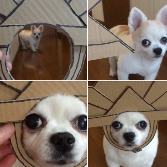 These Dogs Totally Crashed the Coolness Party and We Can't Stop Laughing