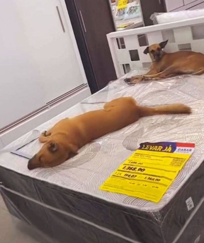 These Dogs Totally Crashed the Coolness Party and We Can't Stop Laughing