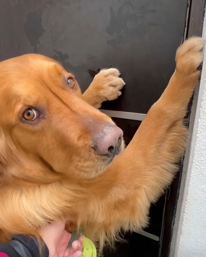 These Dogs Totally Crashed the Coolness Party and We Can't Stop Laughing
