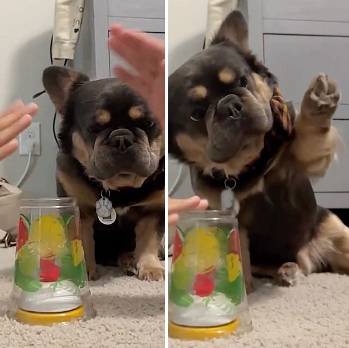 These Dogs Totally Crashed the Coolness Party and We Can't Stop Laughing