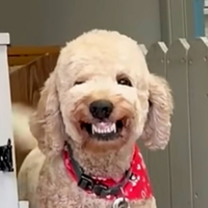 These Dogs Totally Crashed the Coolness Party and We Can't Stop Laughing