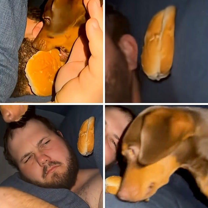 These Dogs Totally Crashed the Coolness Party and We Can't Stop Laughing