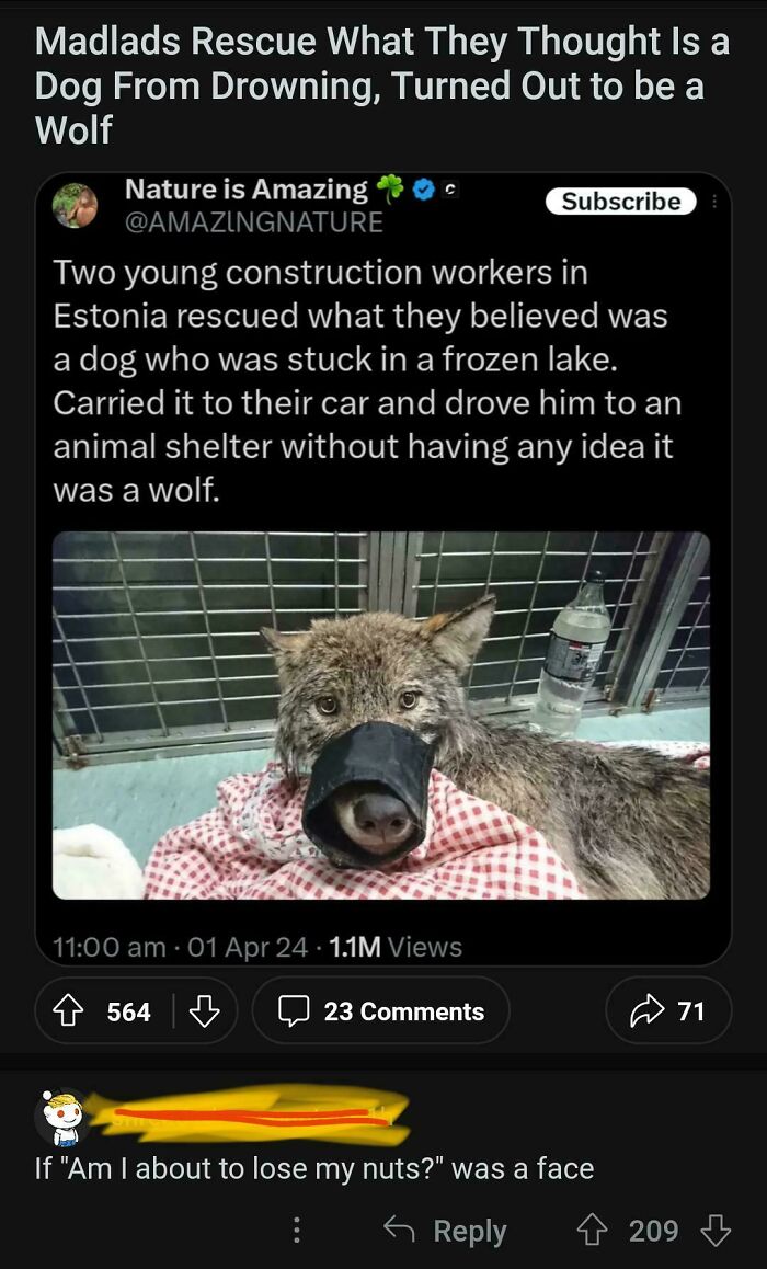 These Madlads Caught A Wolf