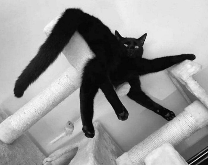 Spider-Cat? Spider-Cat!