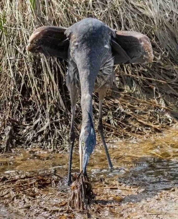 Can't Unsee That Elephant!