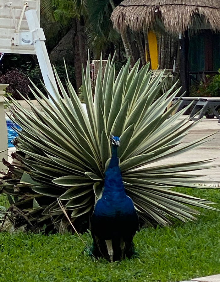 Peacock Camouflaged by Aloe?