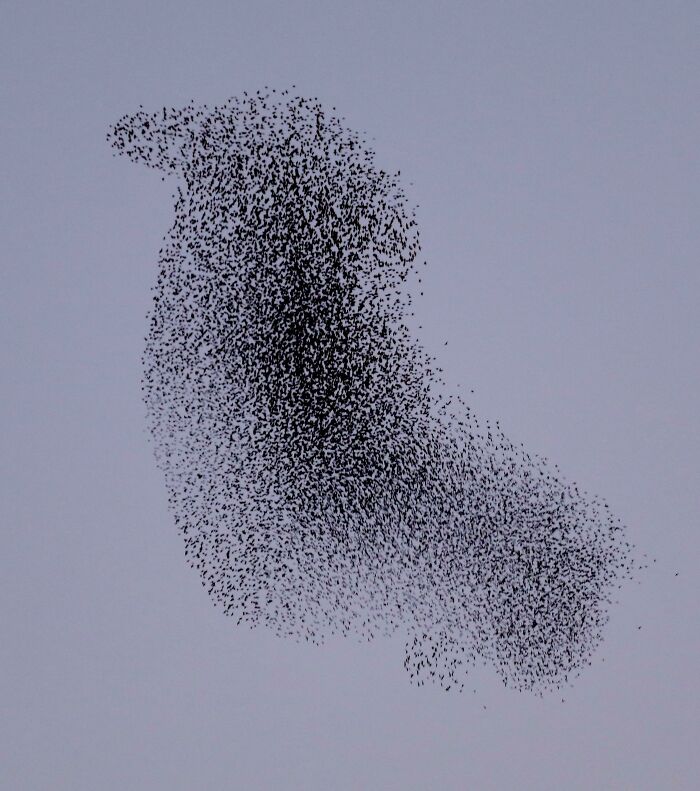 A Bird Made of Birds? Mind = Blown!