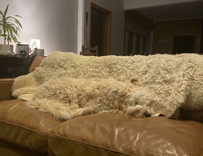 Lost Our Dog... Again!
