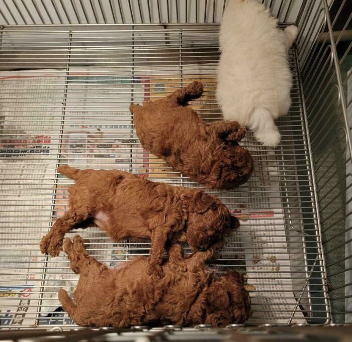 Fried Chicken? Well, Almost…