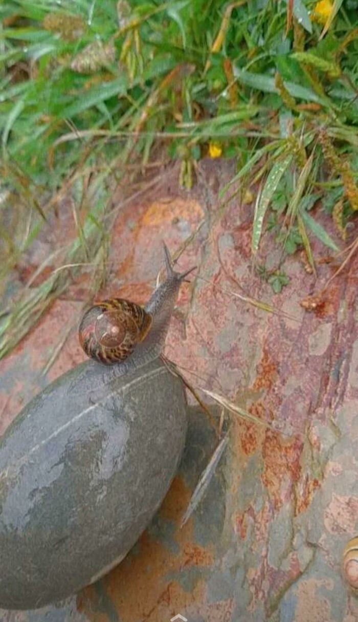 This Snail Just Went Full Chonky Mode