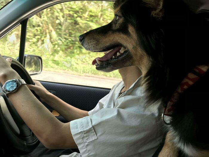 My Dog’s Got His Driving License! For Real?!