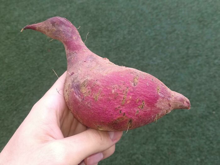 A Sweet Potato Or A Bird? You Decide!