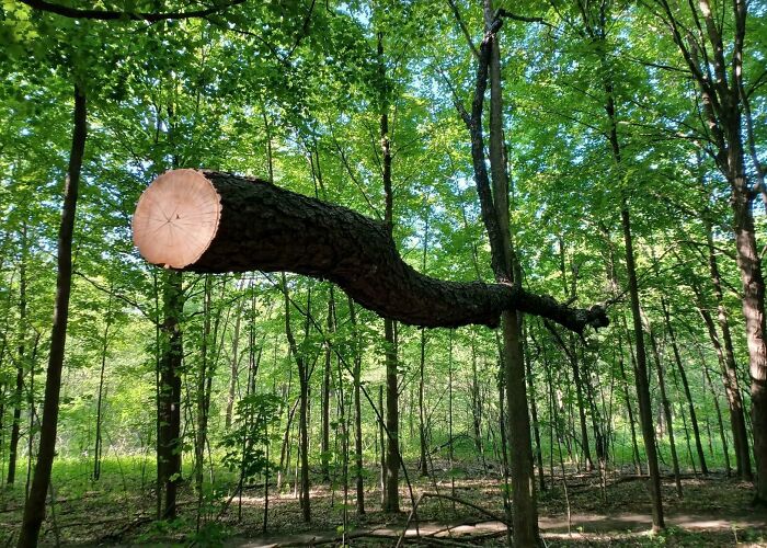 Floating Tree? Almost. It’s Just Levitating On Another Tree!