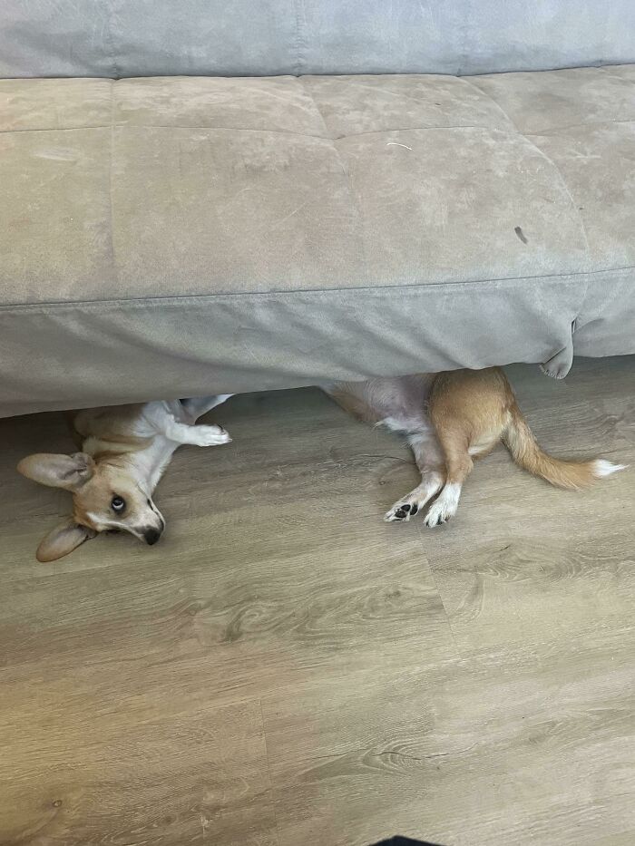 My Dogs Just Went Loong!
