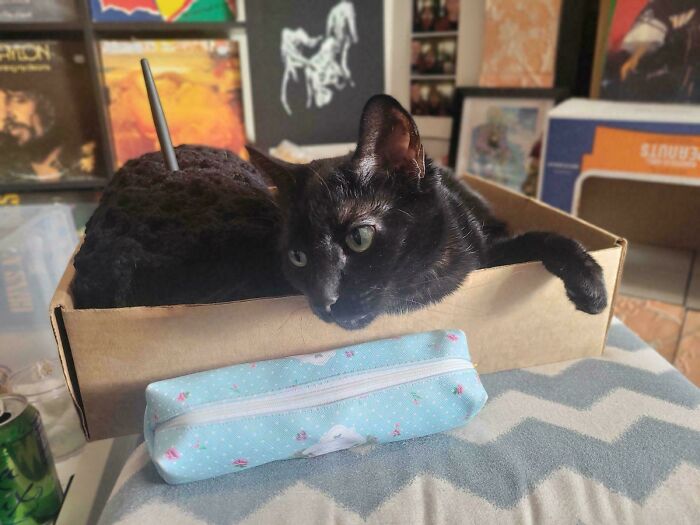 Stabbed Kitty? Nope, Just An Optical Fun Trick!