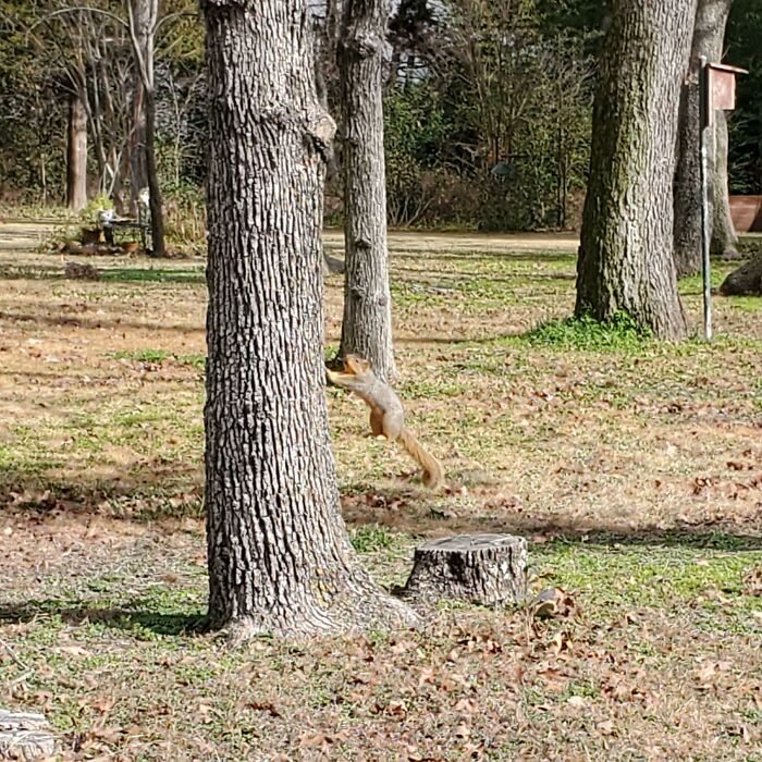 Squirrel Holding Up a Tree? Sure Looks Like It!