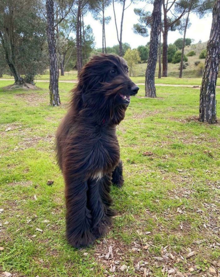 Dog Standing Like a Human? Wait, What?