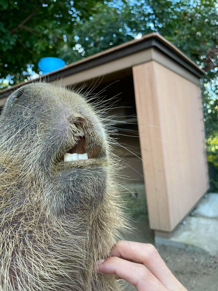 Is That a Hairy-Faced Something? Yep!