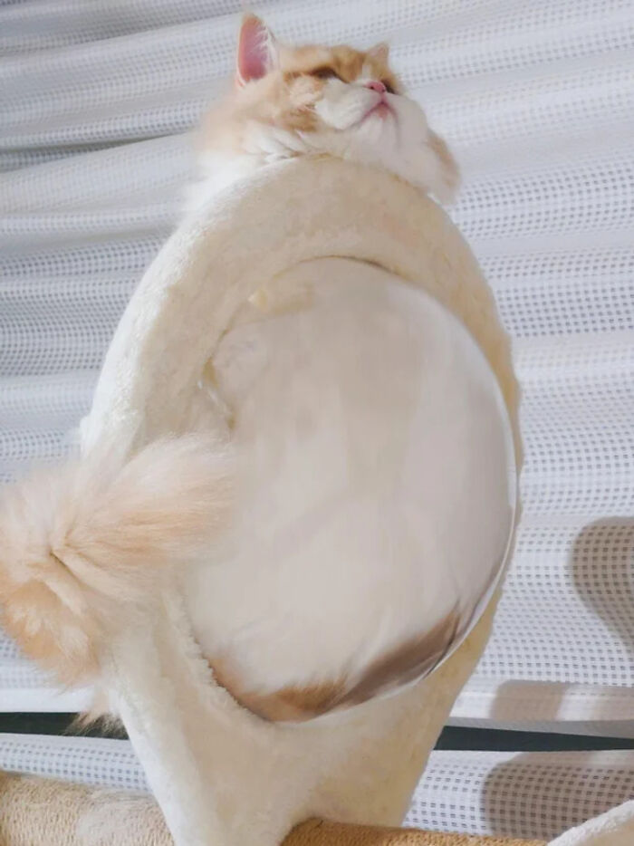 Cat Standing Up Like a Boss. Meow!