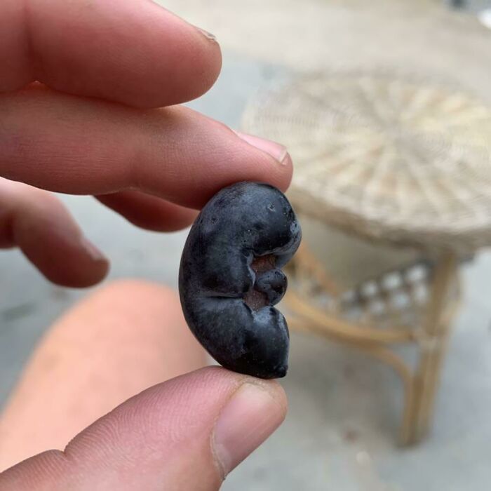 This Olive Looks Suspiciously Like a Tiny Foetus