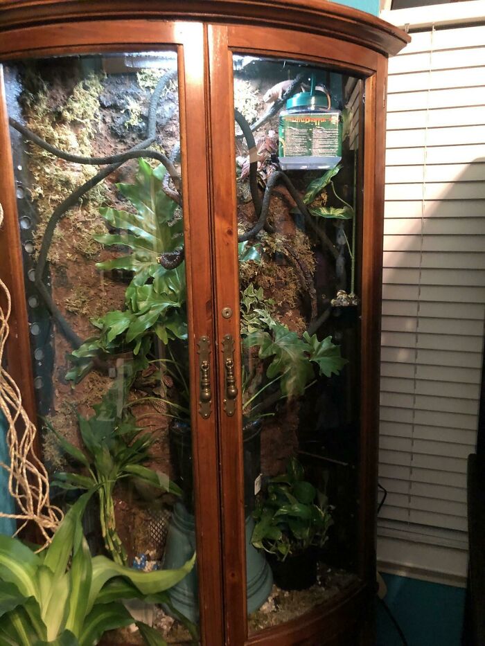 That Gun Cabinet? Now It's A Mini Jungle