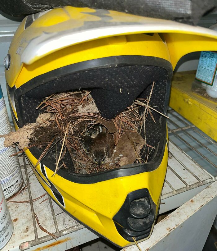 Helmet’s New Life: Bird Mansion Edition