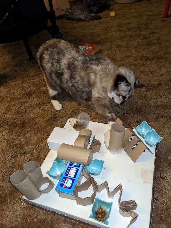 Random Trash? Nah, It's A Cat Puzzle Now
