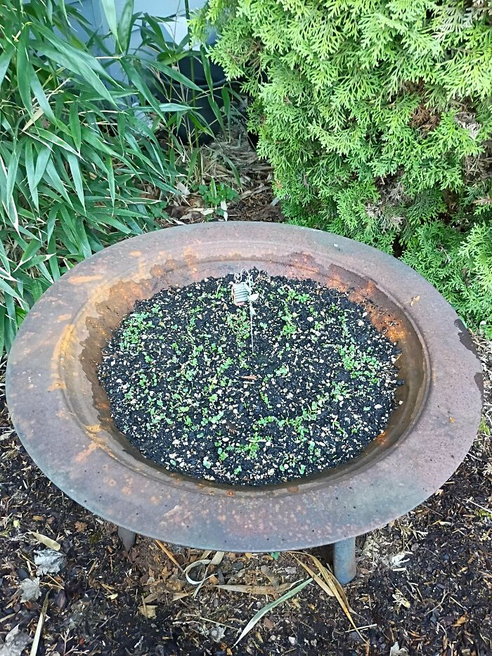 Fire Pit? Nah, It’s a Kid-Crafted Garden Now