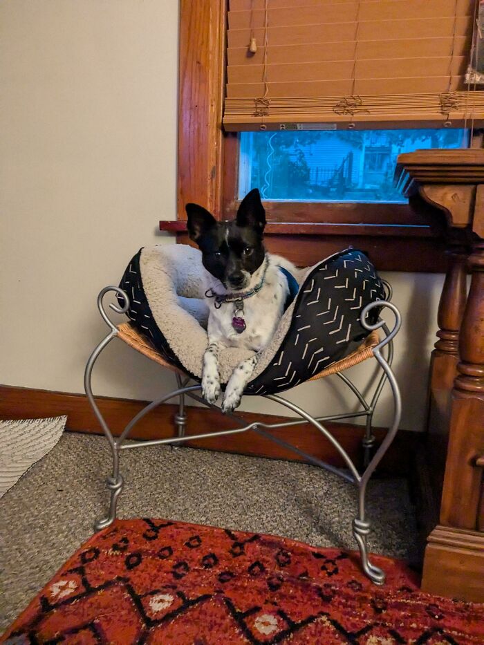Old Luggage Rack? Bow Down to The Little Lady’s Throne!