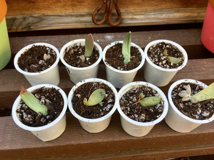 Keurig Pods Become Succulent Prop Pots