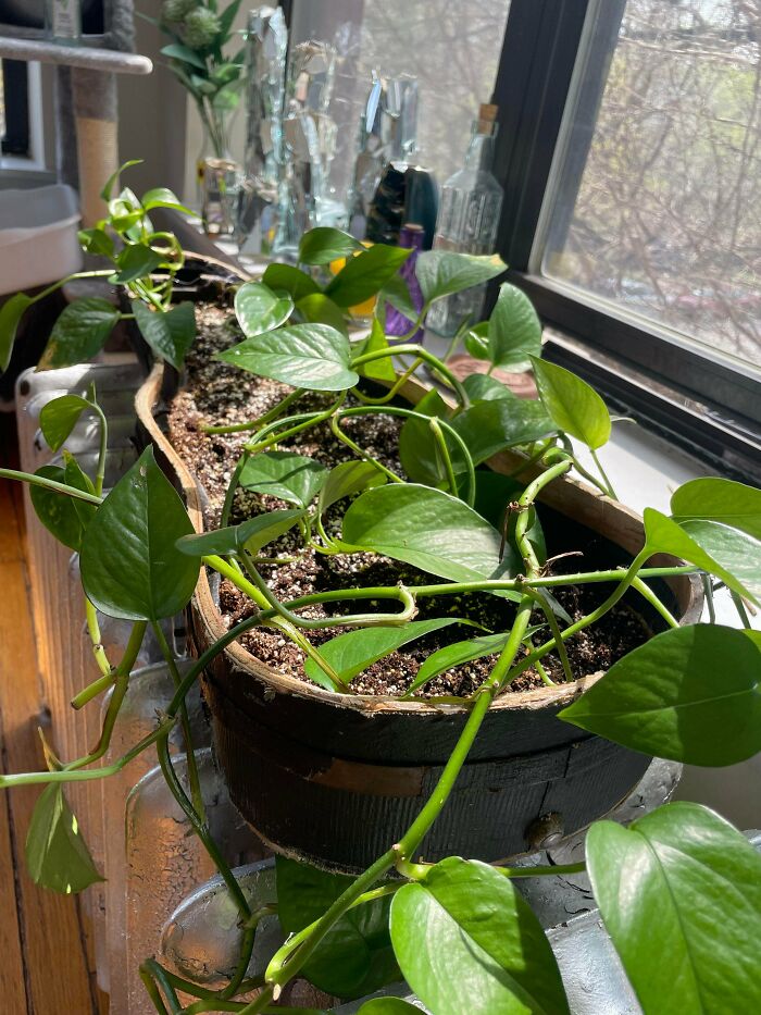 Old Violin Case? Meet Your New Plant Pot