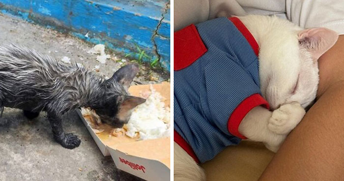 Cats Who Went From Zero to Hero After Finding Their Forever Homes