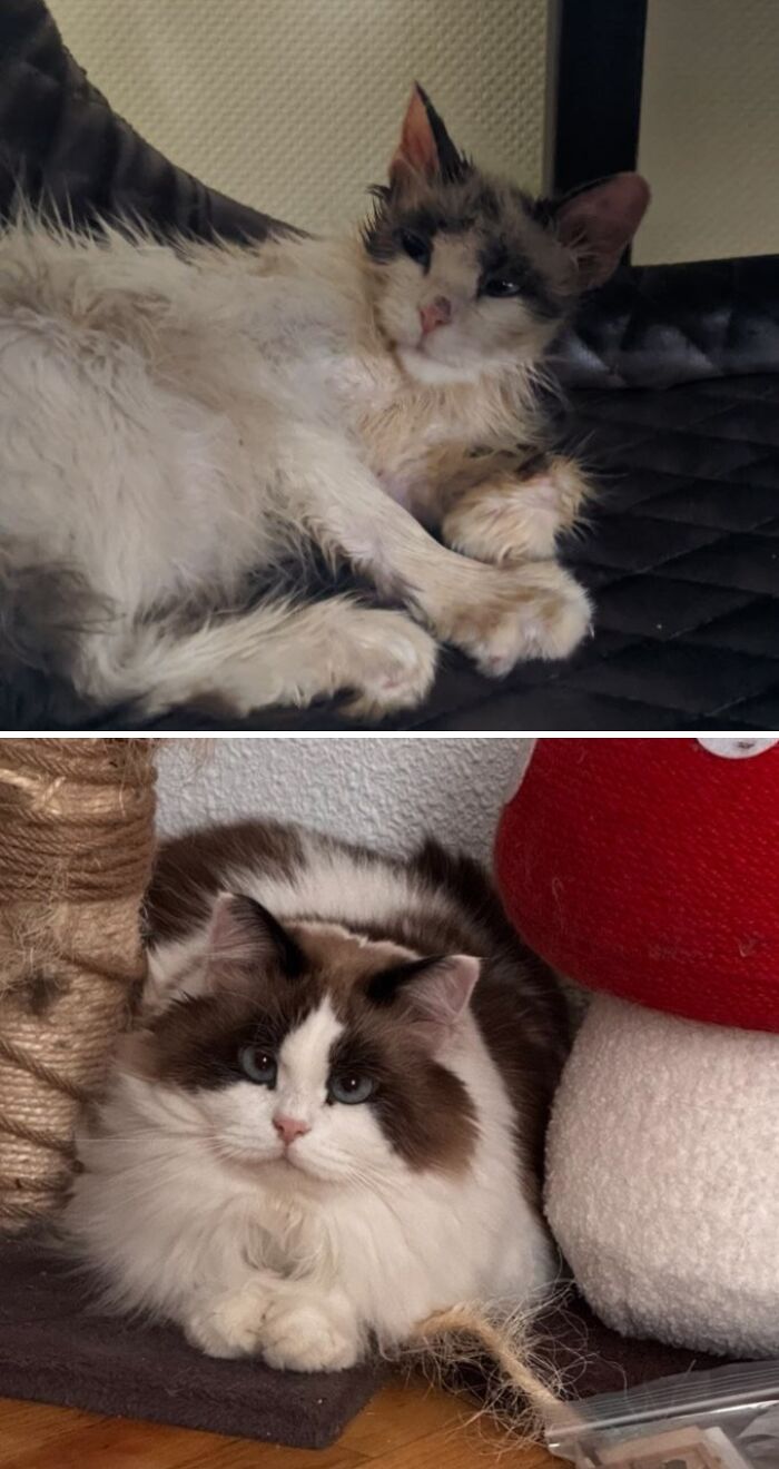 2022 vs. 2026: The Comeback Kitty