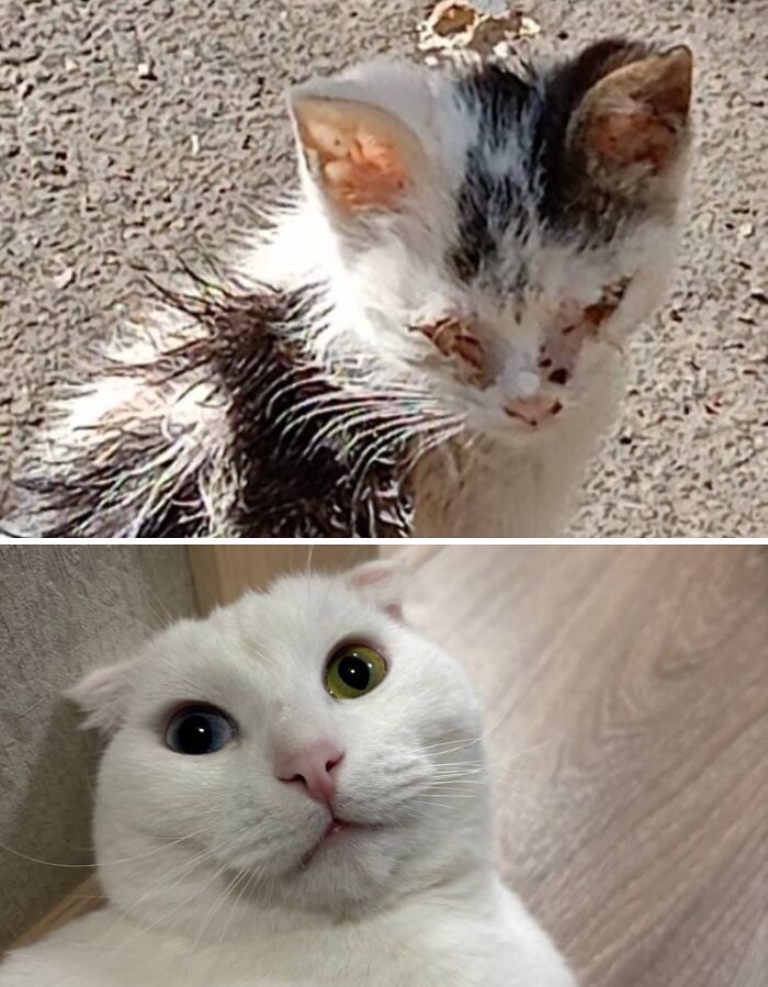 The Day I Met My Kitty... Fate, Right?