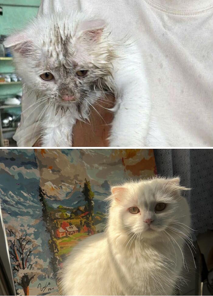 The Secret Life of Shelter Cats: The Best Makeovers