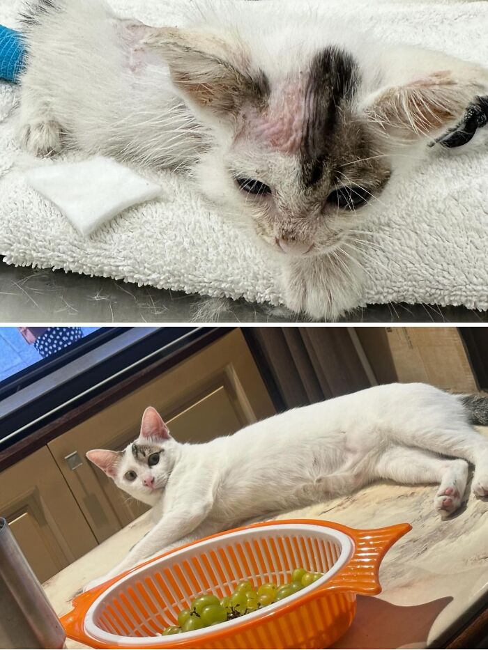 Cats Who Went From Zero to Hero After Finding Their Forever Homes