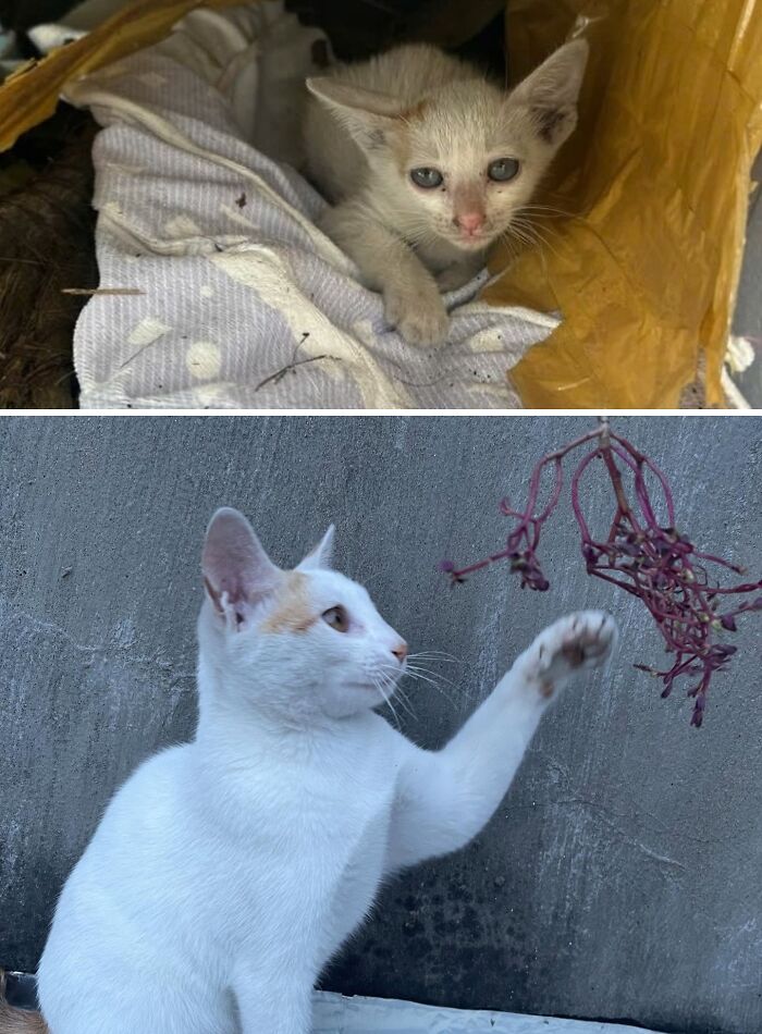 Cats Who Went From Zero to Hero After Finding Their Forever Homes