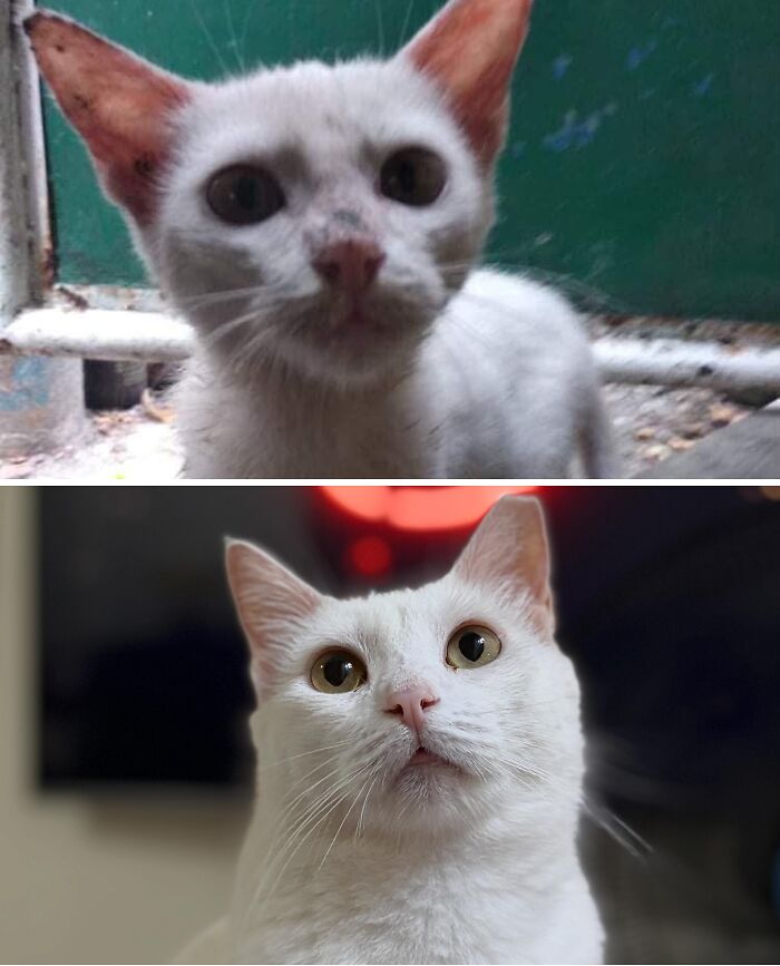 Cats Who Went From Zero to Hero After Finding Their Forever Homes