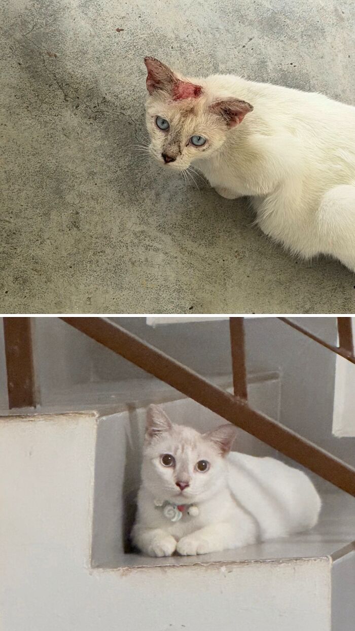 Cats Who Went From Zero to Hero After Finding Their Forever Homes