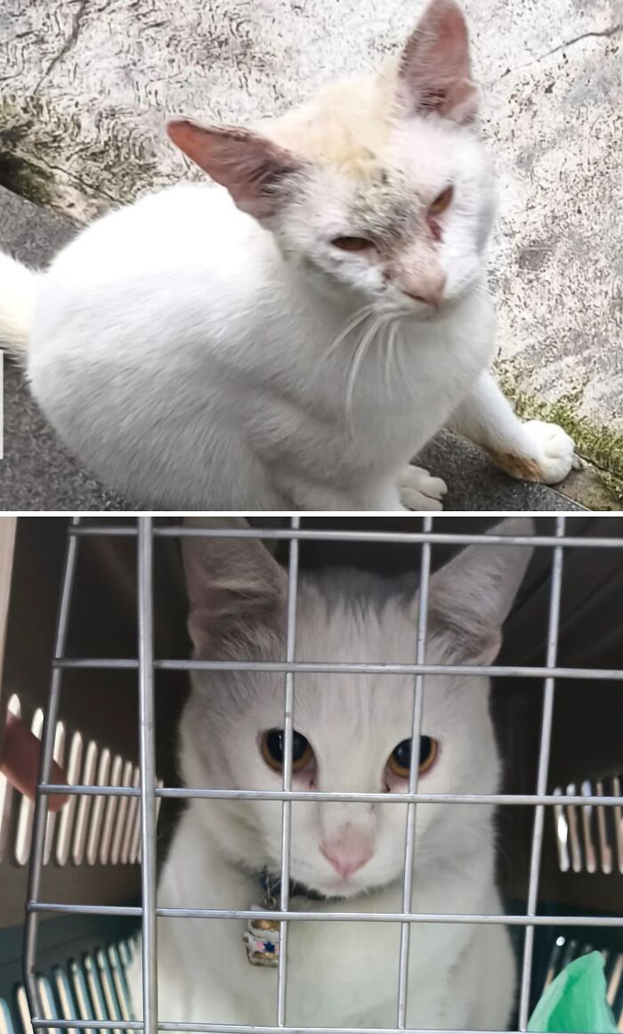 Cats Who Went From Zero to Hero After Finding Their Forever Homes