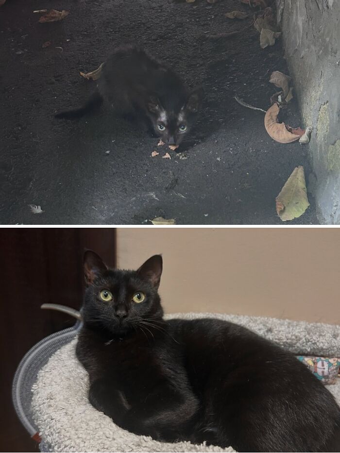 Cats Who Went From Zero to Hero After Finding Their Forever Homes